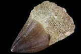 Mosasaur (Prognathodon) Tooth #79807-1